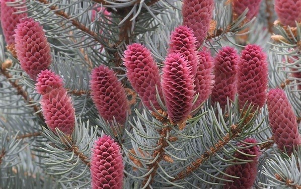 Blue spruce