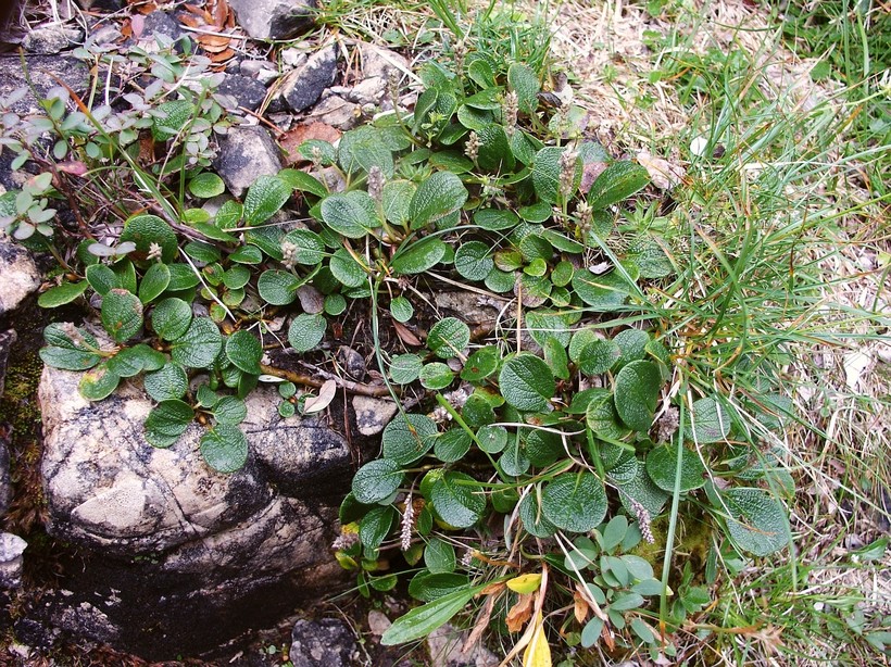 Dwarf willow