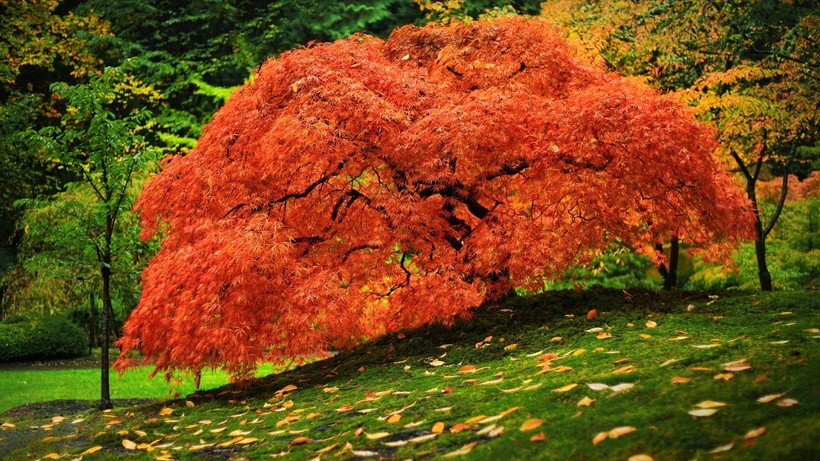 Japanese Maple