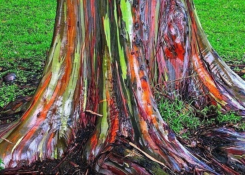 Rainbow Eucalyptus