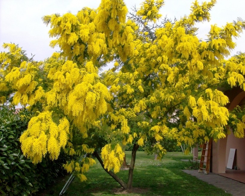 Silver acacia