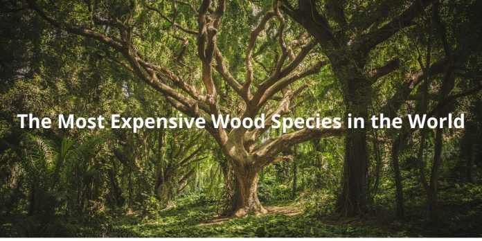 The Most Expensive Wood Species