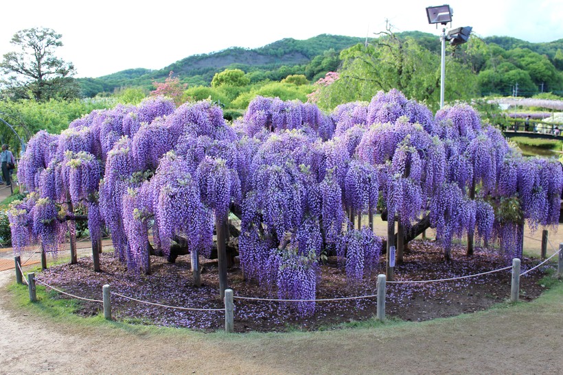 Wisteria