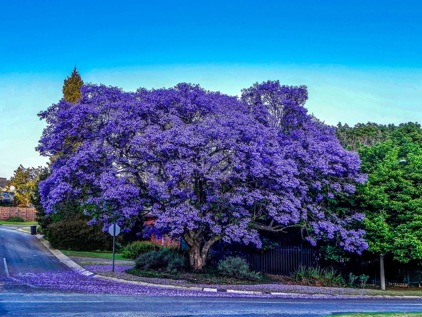 Jacaranda